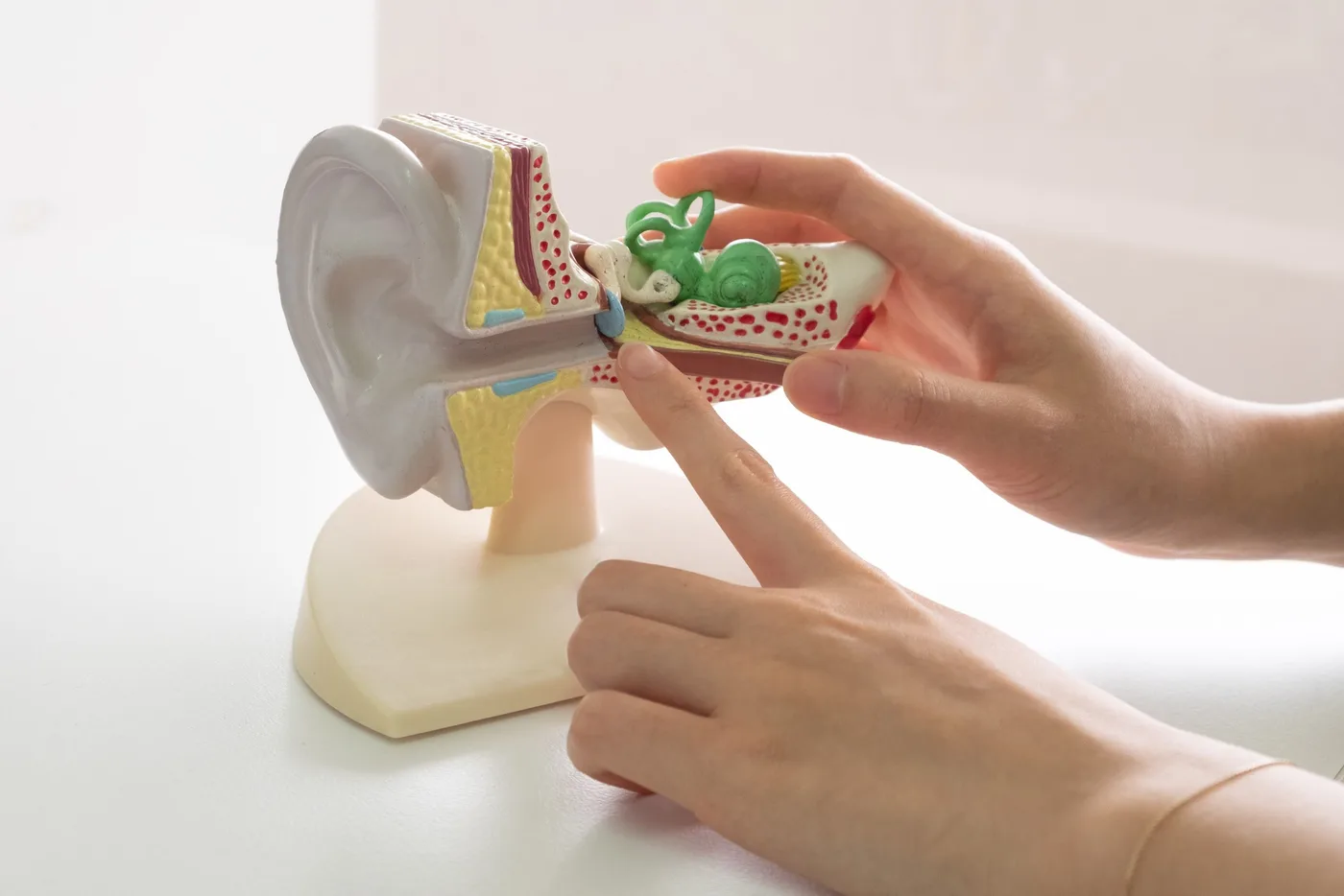 An anatomical model of the ear showing the canal, middle ear and cochlea
